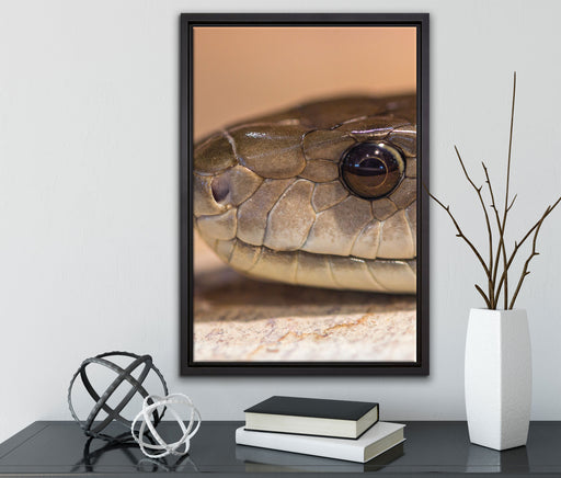 wachsame Natter auf Leinwandbild gerahmt mit Kirschblüten