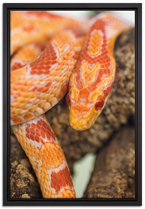 ruhende Kornnatter auf Leinwandbild gerahmt Größe 60x40