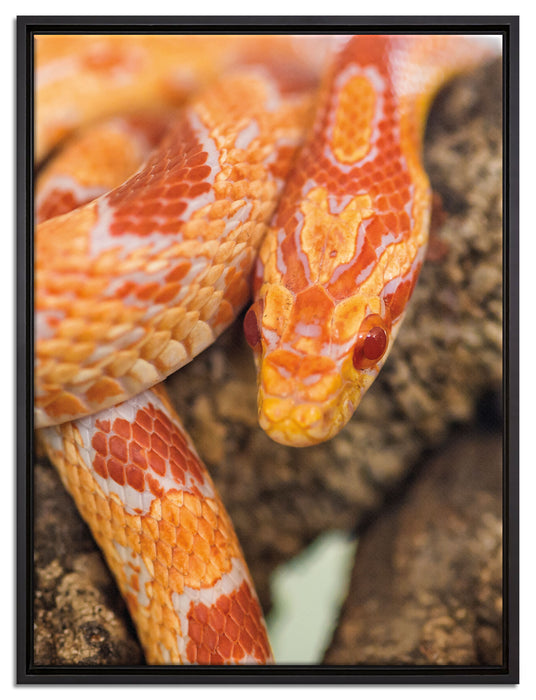 ruhende Kornnatter auf Leinwandbild gerahmt Größe 80x60