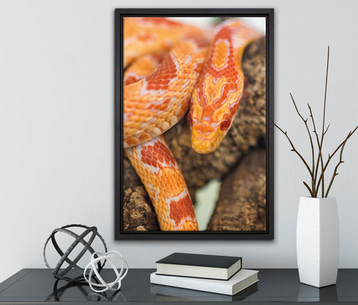 ruhende Kornnatter auf Leinwandbild gerahmt mit Kirschblüten