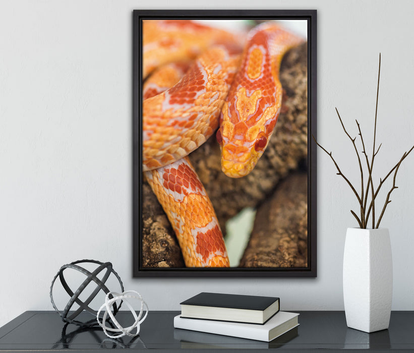 ruhende Kornnatter auf Leinwandbild gerahmt mit Kirschblüten