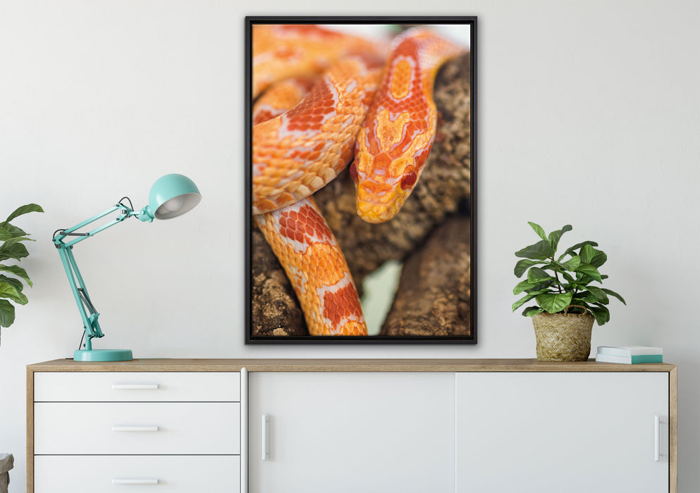 ruhende Kornnatter auf Leinwandbild gerahmt verschiedene Größen im Wohnzimmer