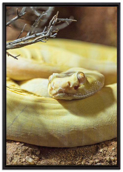 gelbe Schlange auf Leinwandbild gerahmt Größe 100x70