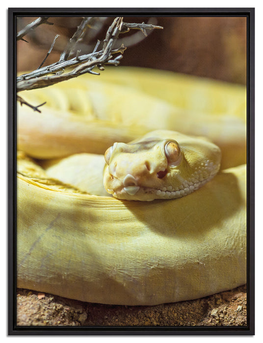 gelbe Schlange auf Leinwandbild gerahmt Größe 80x60
