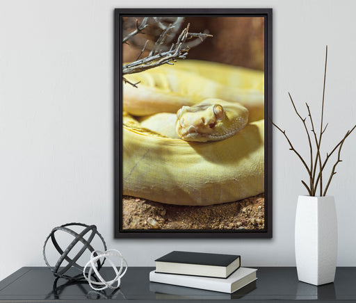 gelbe Schlange auf Leinwandbild gerahmt mit Kirschblüten