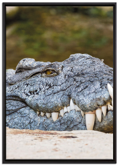 gigantisches Krokodil auf Leinwandbild gerahmt Größe 100x70