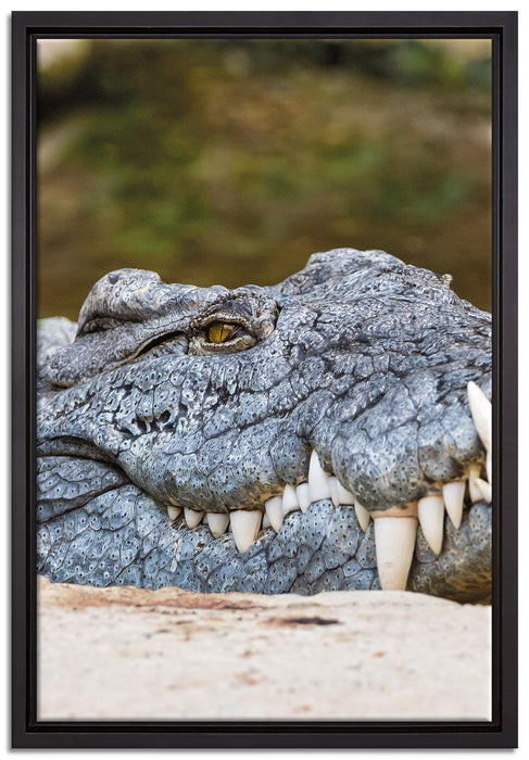 gigantisches Krokodil auf Leinwandbild gerahmt Größe 60x40