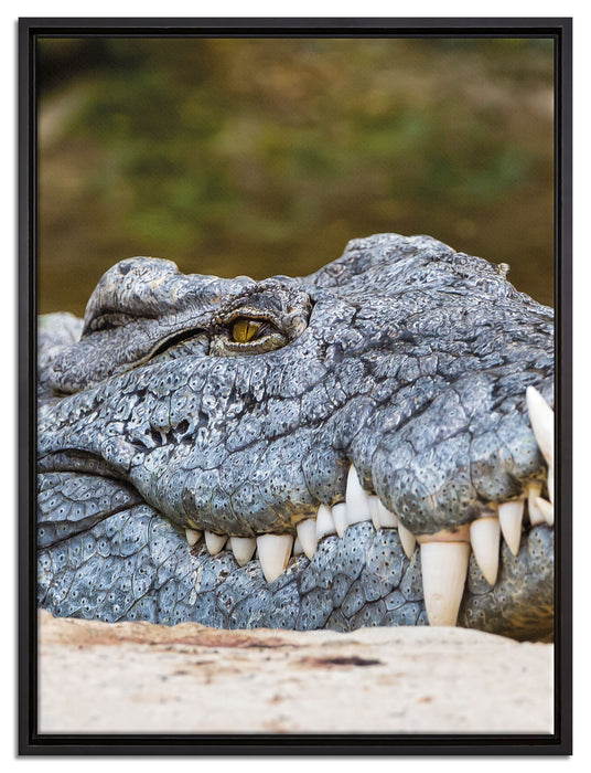 gigantisches Krokodil auf Leinwandbild gerahmt Größe 80x60
