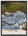 gigantisches Krokodil auf Leinwandbild gerahmt Größe 80x60