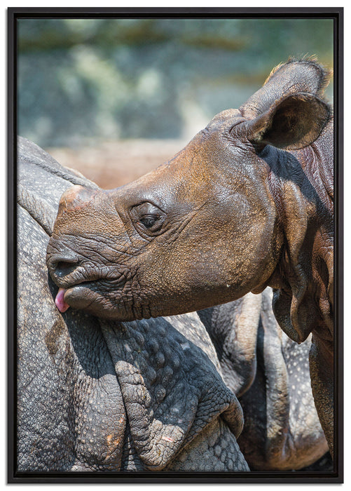 junges Nashorn auf Leinwandbild gerahmt Größe 100x70