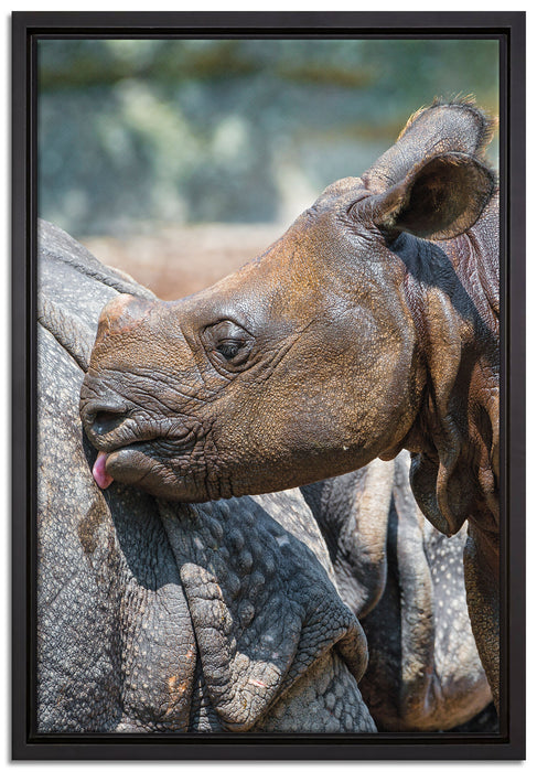 junges Nashorn auf Leinwandbild gerahmt Größe 60x40