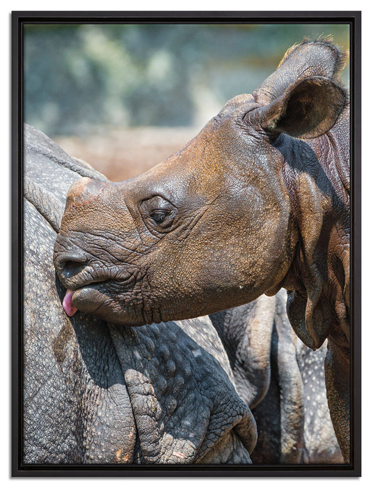 junges Nashorn auf Leinwandbild gerahmt Größe 80x60