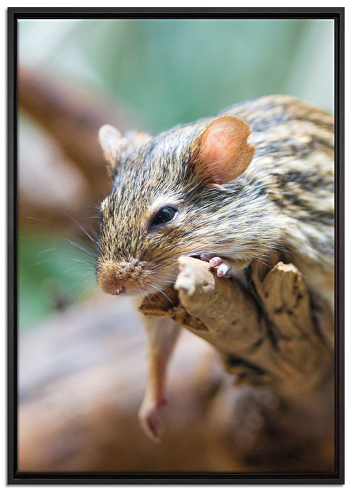 ruhende Feldmaus auf Leinwandbild gerahmt Größe 100x70