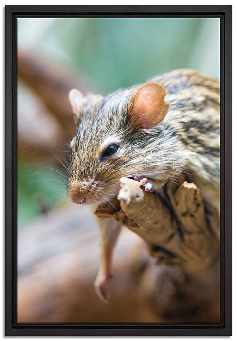 ruhende Feldmaus auf Leinwandbild gerahmt Größe 60x40