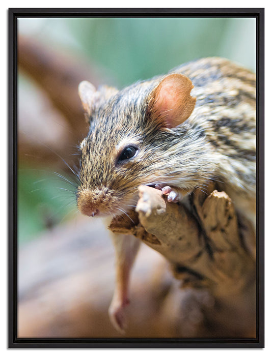 ruhende Feldmaus auf Leinwandbild gerahmt Größe 80x60