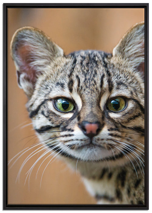 kleine Bengalkatze auf Leinwandbild gerahmt Größe 100x70