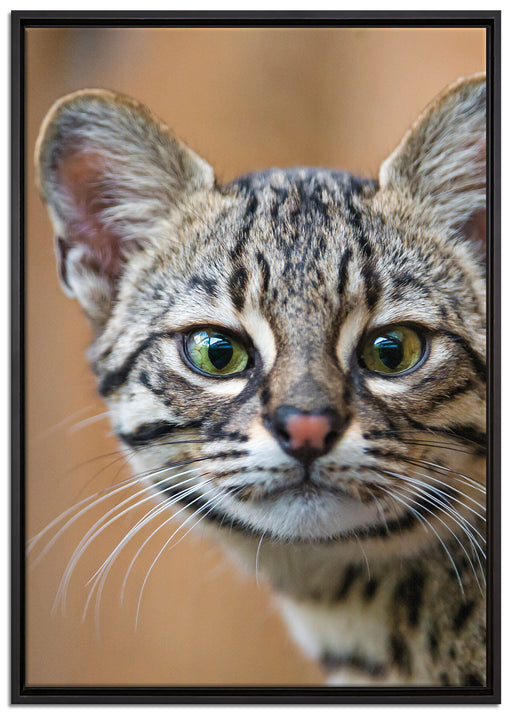 kleine Bengalkatze auf Leinwandbild gerahmt Größe 100x70