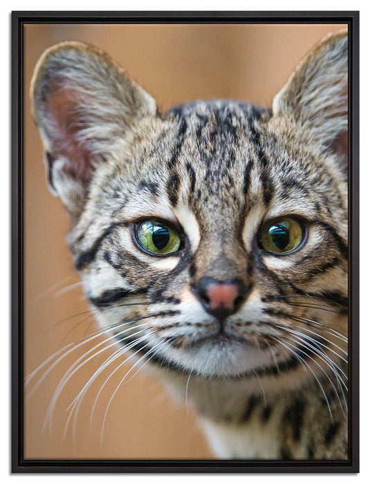 kleine Bengalkatze auf Leinwandbild gerahmt Größe 80x60