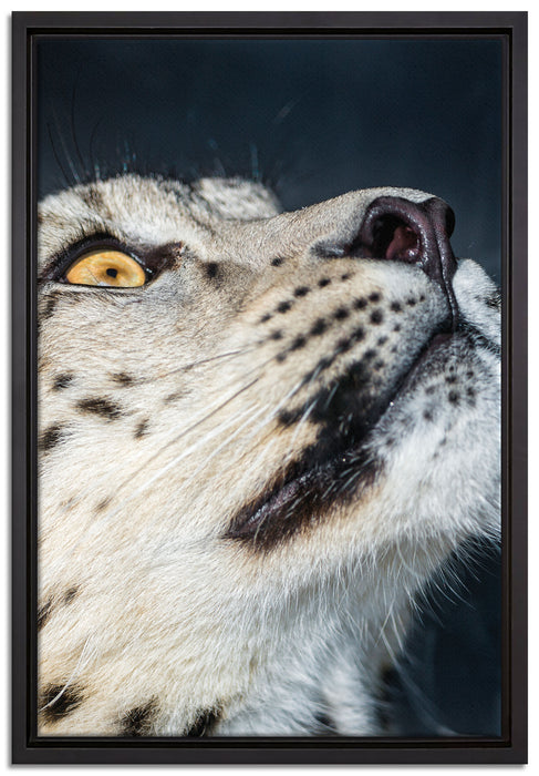 aufschauender Schneeleopard auf Leinwandbild gerahmt Größe 60x40
