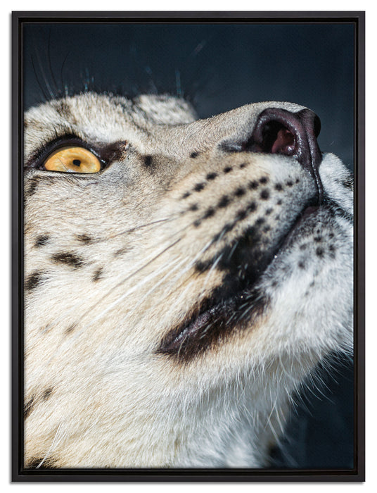 aufschauender Schneeleopard auf Leinwandbild gerahmt Größe 80x60