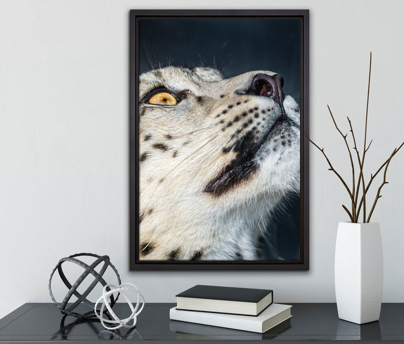 aufschauender Schneeleopard auf Leinwandbild gerahmt mit Kirschblüten