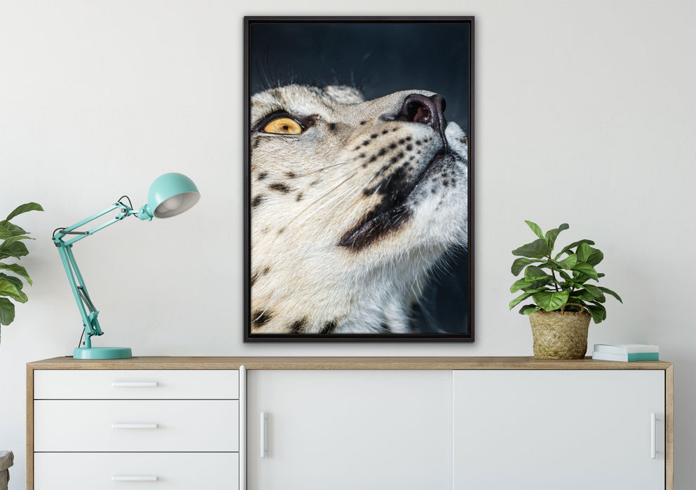 aufschauender Schneeleopard auf Leinwandbild gerahmt verschiedene Größen im Wohnzimmer