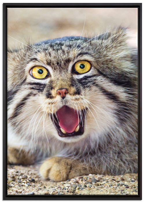 scheue Manul auf Leinwandbild gerahmt Größe 100x70