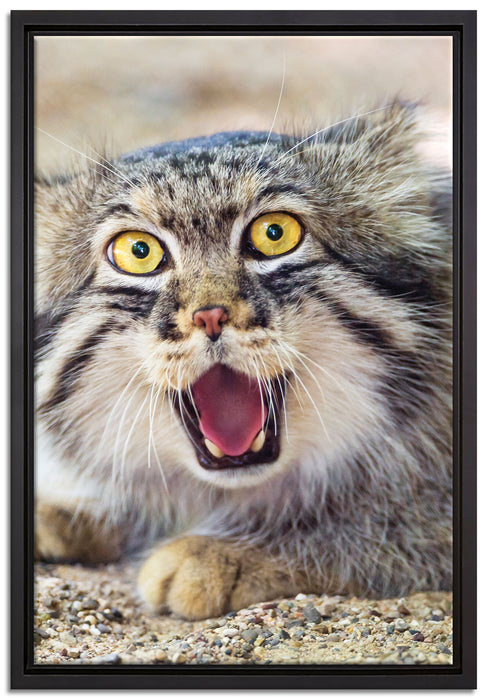 scheue Manul auf Leinwandbild gerahmt Größe 60x40