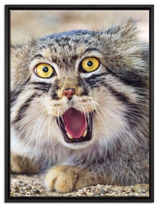 scheue Manul auf Leinwandbild gerahmt Größe 80x60