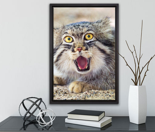 scheue Manul auf Leinwandbild gerahmt mit Kirschblüten