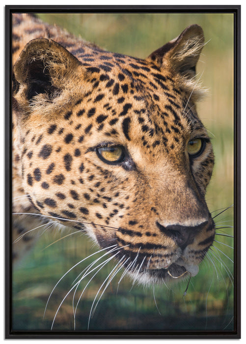 schleichender Leopard auf Leinwandbild gerahmt Größe 100x70