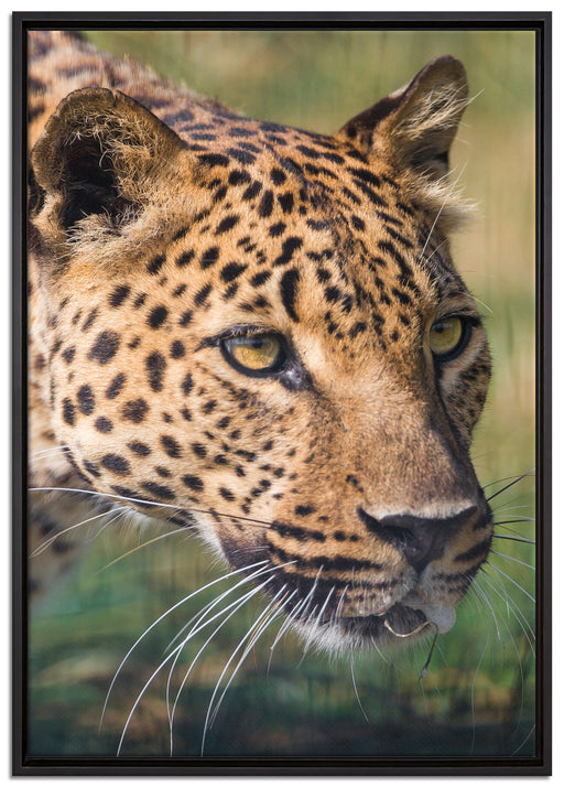 schleichender Leopard auf Leinwandbild gerahmt Größe 100x70