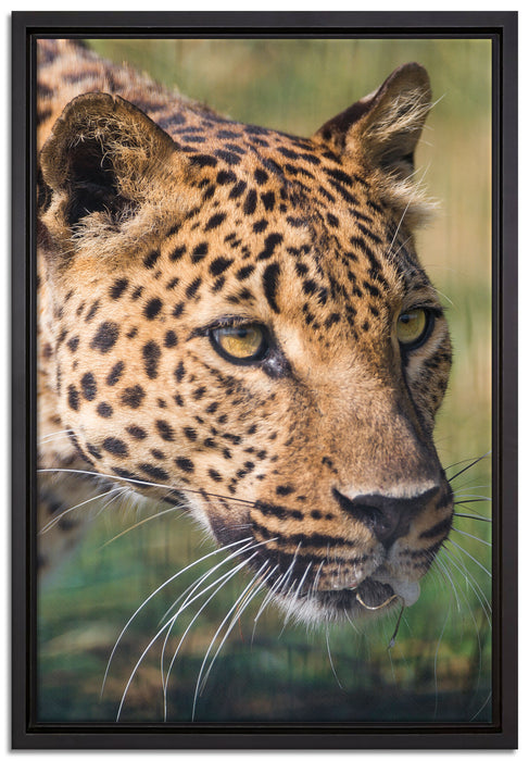 schleichender Leopard auf Leinwandbild gerahmt Größe 60x40