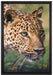 schleichender Leopard auf Leinwandbild gerahmt Größe 60x40