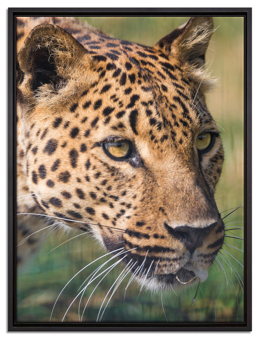 schleichender Leopard auf Leinwandbild gerahmt Größe 80x60