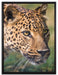 schleichender Leopard auf Leinwandbild gerahmt Größe 80x60