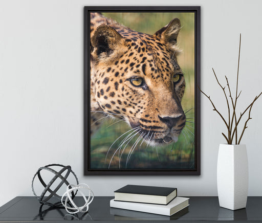 schleichender Leopard auf Leinwandbild gerahmt mit Kirschblüten