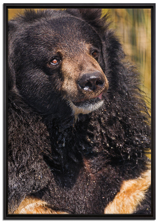 nasser Malaien Bar auf Leinwandbild gerahmt Größe 100x70