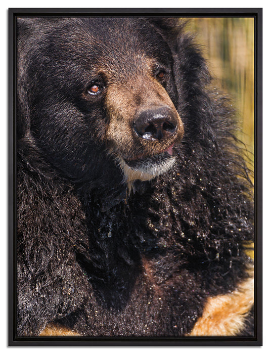 nasser Malaien Bar auf Leinwandbild gerahmt Größe 80x60