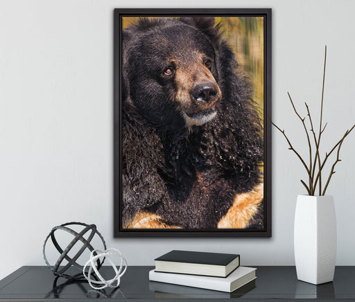 nasser Malaien Bar auf Leinwandbild gerahmt mit Kirschblüten