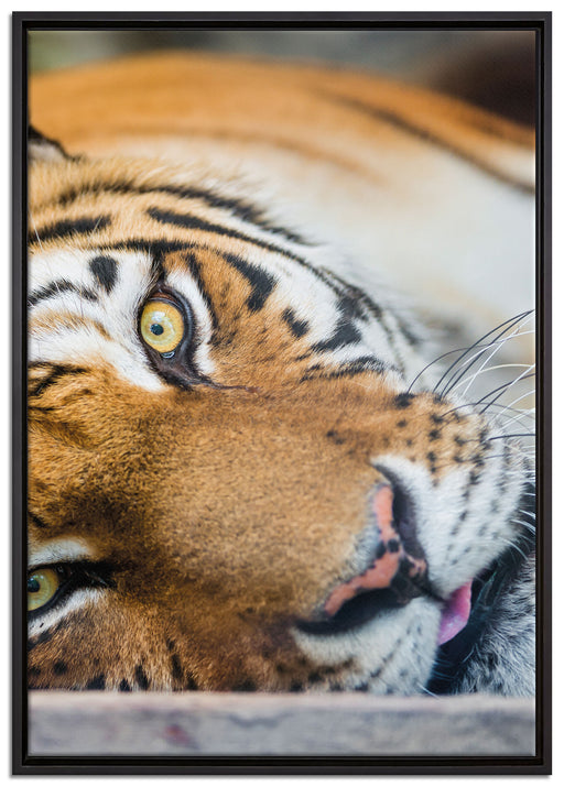 ruhender Tiger auf Leinwandbild gerahmt Größe 100x70