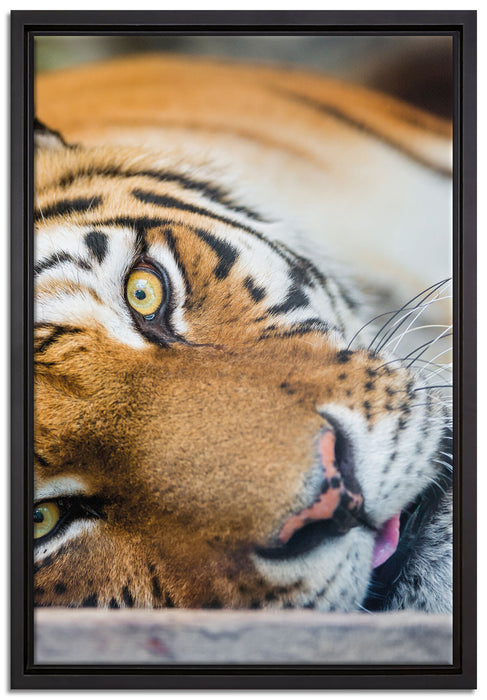 ruhender Tiger auf Leinwandbild gerahmt Größe 60x40