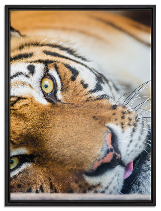 ruhender Tiger auf Leinwandbild gerahmt Größe 80x60