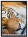 ruhender Tiger auf Leinwandbild gerahmt Größe 80x60