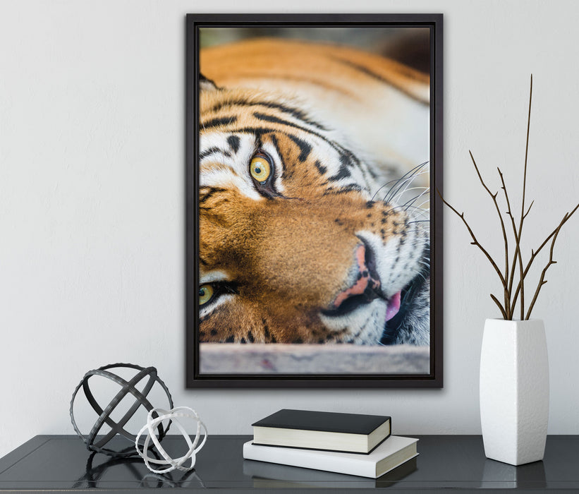 ruhender Tiger auf Leinwandbild gerahmt mit Kirschblüten