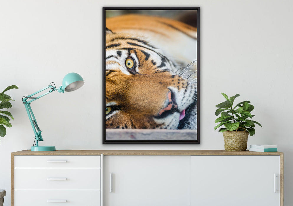 ruhender Tiger auf Leinwandbild gerahmt verschiedene Größen im Wohnzimmer