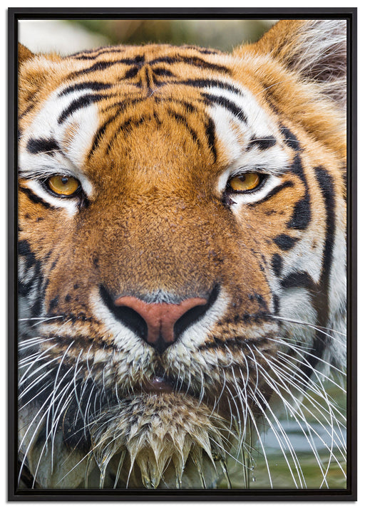 Tiger im Wasser auf Leinwandbild gerahmt Größe 100x70