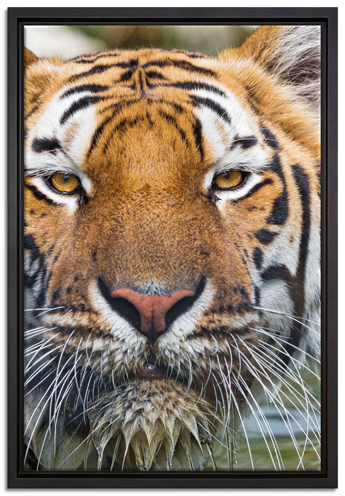 Tiger im Wasser auf Leinwandbild gerahmt Größe 60x40