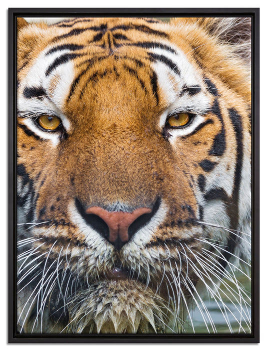 Tiger im Wasser auf Leinwandbild gerahmt Größe 80x60