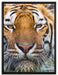 Tiger im Wasser auf Leinwandbild gerahmt Größe 80x60